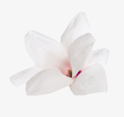 薄木板材白色香味盛开的玉兰花瓣实物高清图片