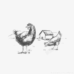 素描手绘牧场小鸡素材