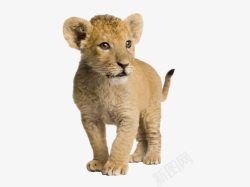 幼师PNG可爱的小狮子高清图片
