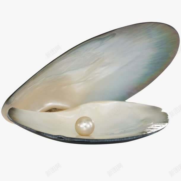 含着珍珠的贻贝png免抠素材_新图网 https://ixintu.com 乳白色 扇贝 新鲜 珍珠 贻贝