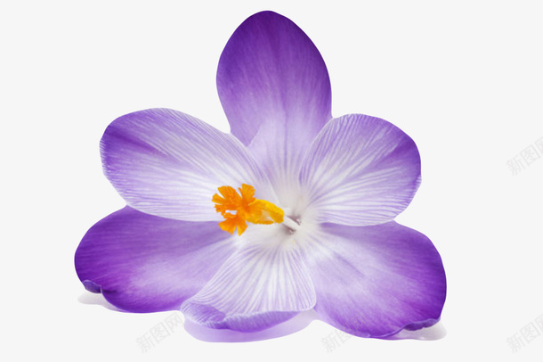 紫色有观赏性带白色条纹的一朵大png免抠素材_新图网 https://ixintu.com 一朵大花 倒影 地面 种类 紫色有观赏性带白色条纹的一朵大花实物免费下载 纹理 纹路 花冠 花卉 花托 花芯 花萼 草本植物
