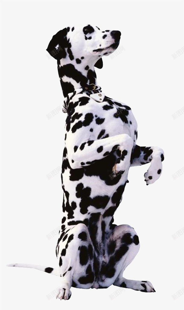 黑色斑点狗png免抠素材_新图网 https://ixintu.com 动物 可爱 忠诚 斑点 黑色