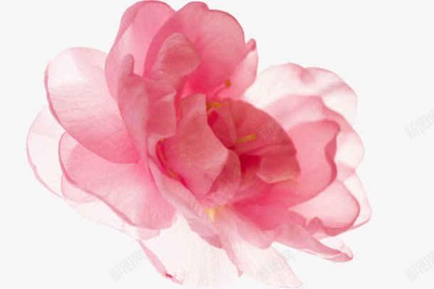 半透明粉白色花朵png免抠素材_新图网 https://ixintu.com 粉白色 花朵 透明