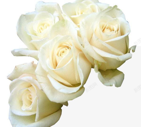 五朵白色唯美玫瑰花png免抠素材_新图网 https://ixintu.com 唯美 玫瑰花 白玫瑰花瓣 白色 鲜花