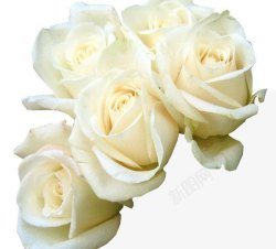 五朵白色唯美玫瑰花素材