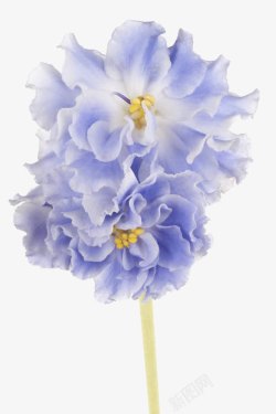 淡蓝花朵非洲紫罗兰高清图片
