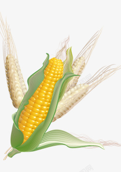 三个玉米底部三个白色玉米上面一个黄色绿高清图片