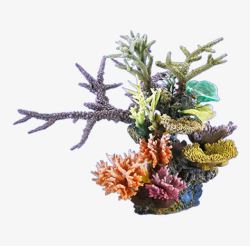 矢量的海上生物珊瑚花儿高清图片