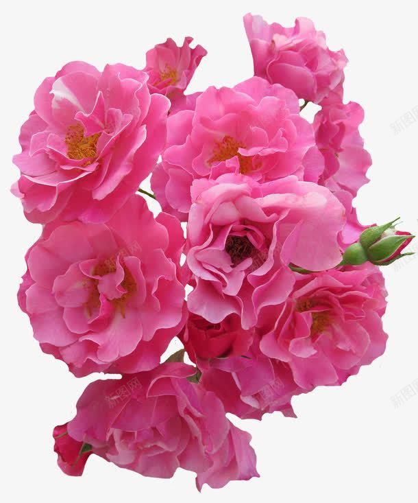 一簇盛开的粉色玫瑰png免抠素材_新图网 https://ixintu.com 盛开 粉色玫瑰 绽放 花 花丛 花朵 花苞