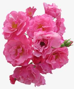 一簇玫瑰一簇盛开的粉色玫瑰高清图片