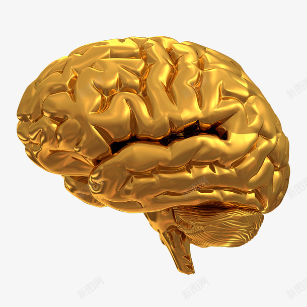 金色模型大脑png免抠素材_新图网 https://ixintu.com 人脑图 华贵 宏伟 权威的 财富 金色光泽 金色色块 闪亮的