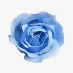 蓝玫瑰花朵清新唯美装饰高清图片