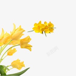 娇艳的黄色丝瓜花花朵高清图片