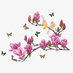 手绘木兰花绽放的玉兰花高清图片