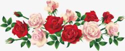 红色光线背景图片花朵红色粉红色玫瑰花片高清图片
