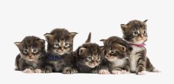 刚出生的实物一群小猫高清图片