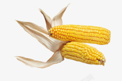 干玉米实物干叶子熟玉米高清图片