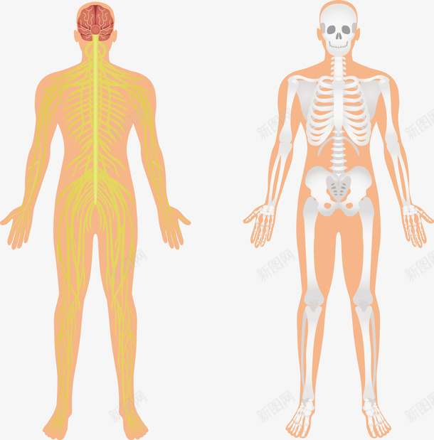 人体器官解剖矢量图eps免抠素材_新图网 https://ixintu.com 人体 人体结构 医疗 医疗模型 模型PNG 矢量人体结构 矢量图 解剖 身体构造