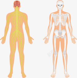 身体结构人体器官解剖矢量图高清图片
