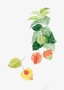 彩色铅笔画手绘绿叶植物高清图片