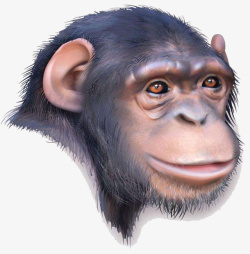 卡通猿人猿人头型高清图片