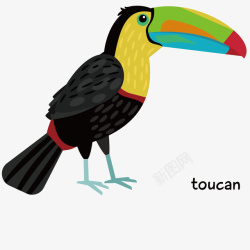 矢量巨嘴鸟免抠PNG巨嘴鸟的手绘矢量图高清图片