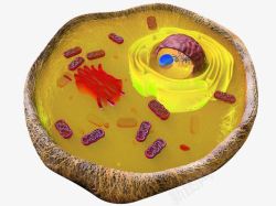 高尔基真核细胞中的线粒体彩色插图透明高清图片