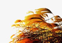 大自然阳光照射下金黄色的芦苇高清图片
