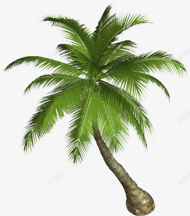 一颗单独的棕榈树png免抠素材_新图网 https://ixintu.com 树 热带 生机 绿色