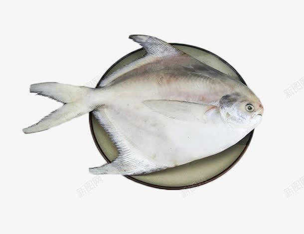 一条鲳鱼无背景png免抠素材_新图网 https://ixintu.com 冷冻海鲜 鱼类食材 鲳鱼
