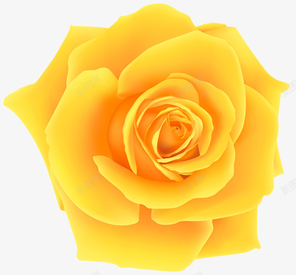 靓丽的美好的玫瑰png免抠素材_新图网 https://ixintu.com 玫瑰 靓丽 鲜花 黄色