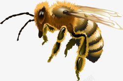 工蜂手绘蜜蜂高清图片