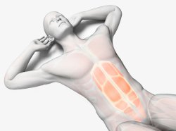 人体腹部人体腹部肌肉结构高清图片