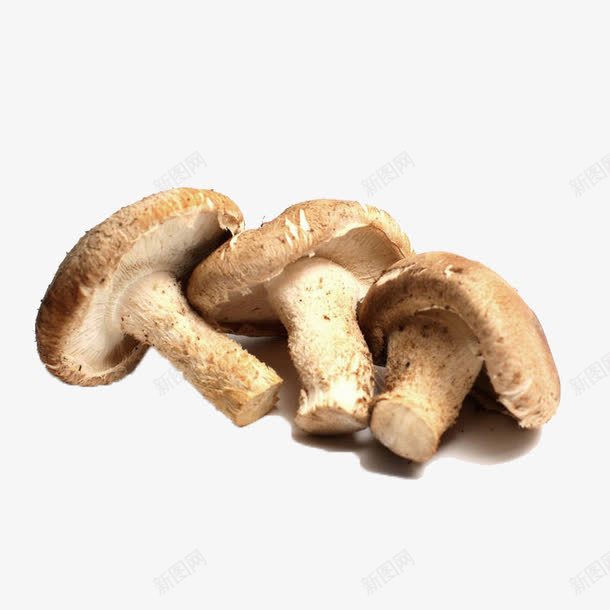 三朵可食的蘑菇png免抠素材_新图网 https://ixintu.com 平菇 草菇 菌菇 蔬菜 蘑菇