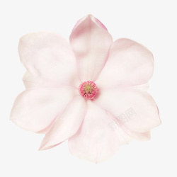木兰族粉红色带香味盛开的玉兰花瓣实物高清图片