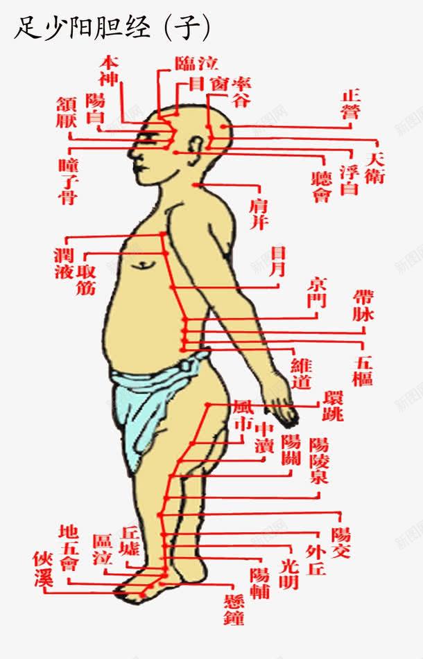 足少阳胆经png免抠素材_新图网 https://ixintu.com PNG图片 人体 免费素材 十二 穴位图 经络图