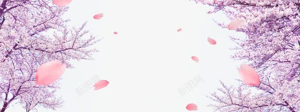 紫色樱花林png免抠素材_新图网 https://ixintu.com 樱花 紫色 花瓣飘舞 装饰
