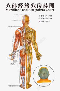 人体经络穴位挂图素材