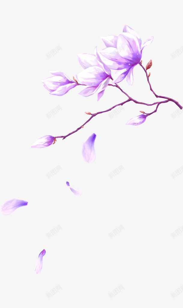 紫色唯美花朵装饰图案png免抠素材_新图网 https://ixintu.com 免抠PNG 唯美 手绘 玉兰花 紫色 花朵 装饰图案