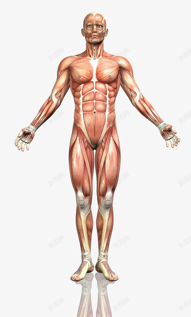 男性正面png免抠素材_新图网 https://ixintu.com 人体 肌肉 肌肉分布 肌腱 装饰