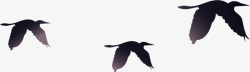海鸥飞翔图案逼真黑色扁平飞翔海鸟高清图片