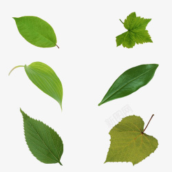 多种树叶绿叶元素高清图片