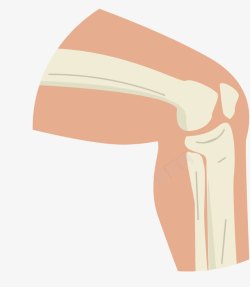 人体膝关节素材