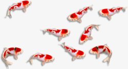 鱼戏水红色锦鲤红鲤鱼高清图片