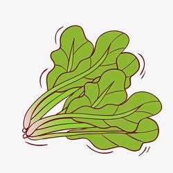 健康蔬果菠菜插画高清图片
