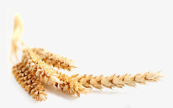 金灿灿小麦秋天的成熟小麦高清图片