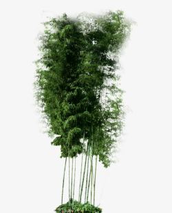 竹子绿植素材