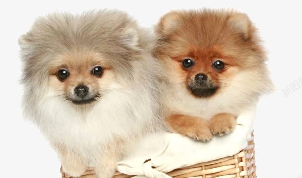 可爱博美犬png图片免费下载 素材7qmuauvqw 新图网 可爱博美犬png图片免费下载 素材7qmuauvqw 新图网