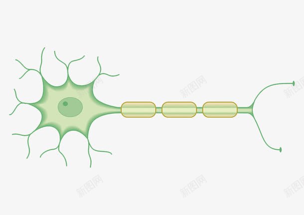 神经传导png免抠素材_新图网 https://ixintu.com 人体经脉 人体结构 动物血管 叶脉 心血管系统 生物医学插图 脉管束