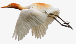 格式动物飞翔的池鹭高清图片